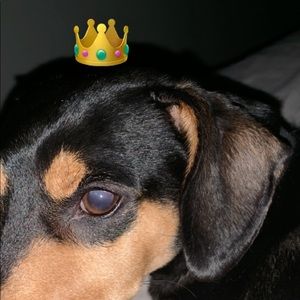 Meet your Posher, Dan